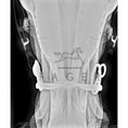 Load image into Gallery viewer, Fager Frida Titanium Wings