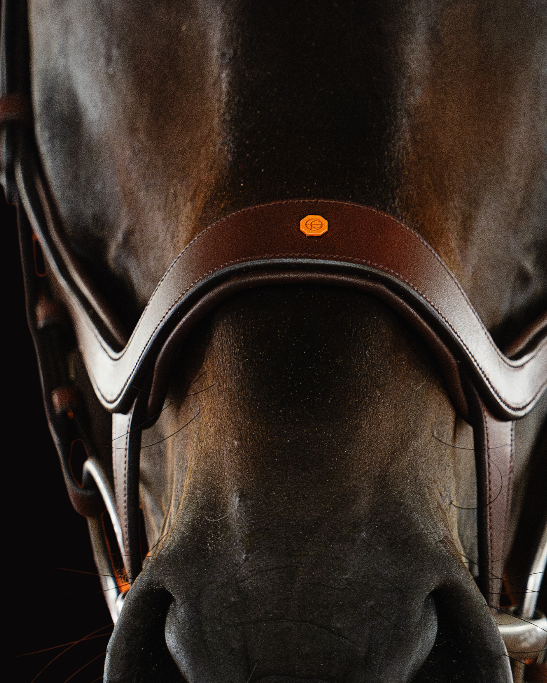 Close-up of a horse wearing a brown leather saddle