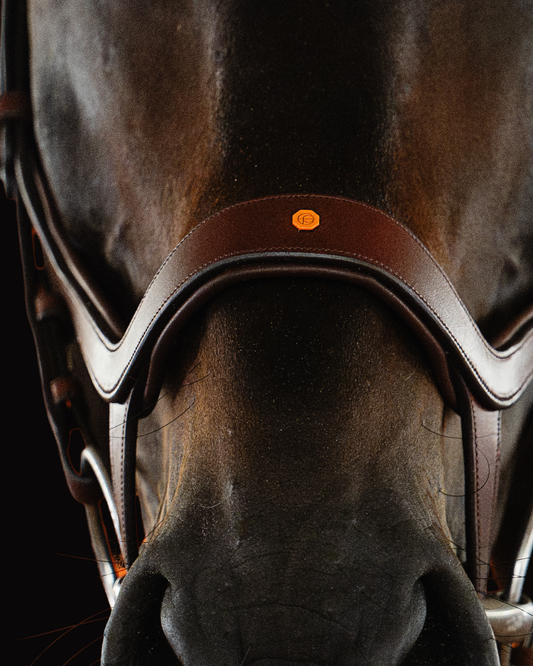 Close-up of a horse wearing a brown leather saddle