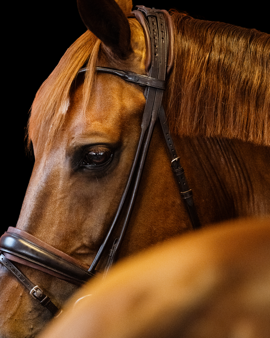 Close-up of a brown horse wearing a bridle on a black background