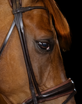 Load image into Gallery viewer, Close-up of a horse's face with a bridle on a black background
