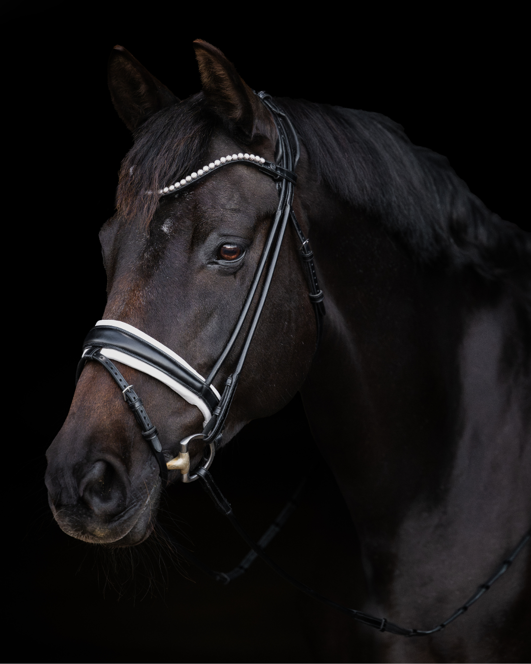 Black horse wearing a bridle against a black background