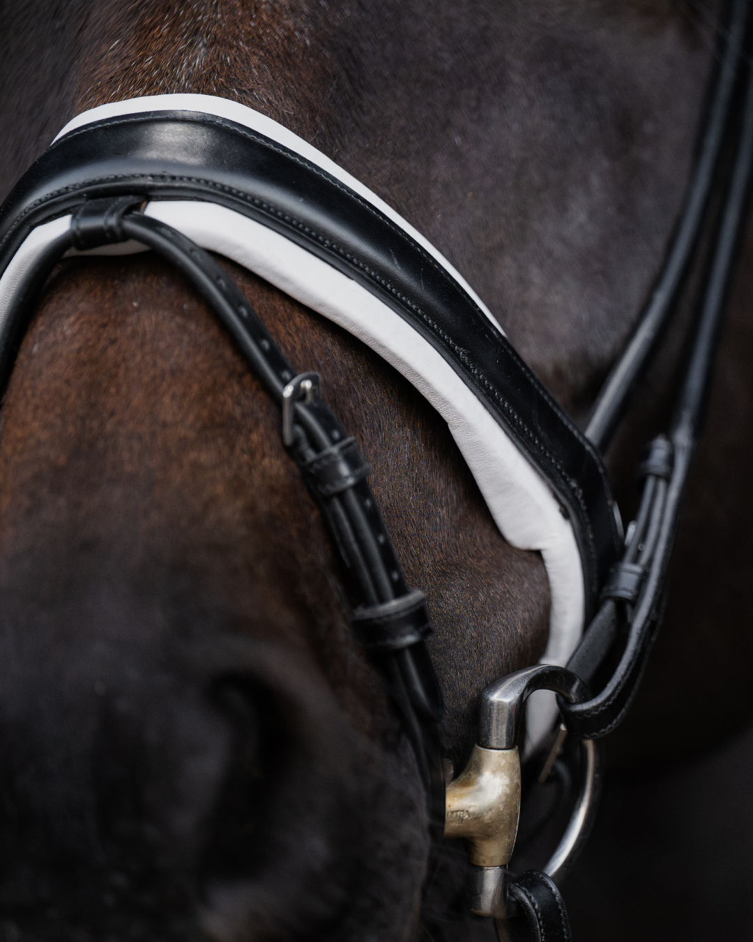 Close-up of a horse wearing a bridle with a dark background