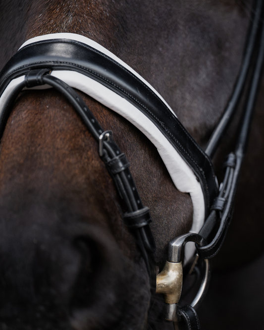 Close-up of a horse wearing a bridle with a dark background