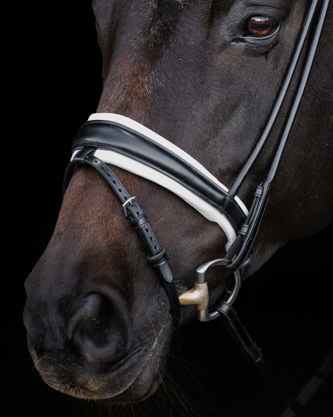 Close-up of a horse's head wearing a bridle on a black background