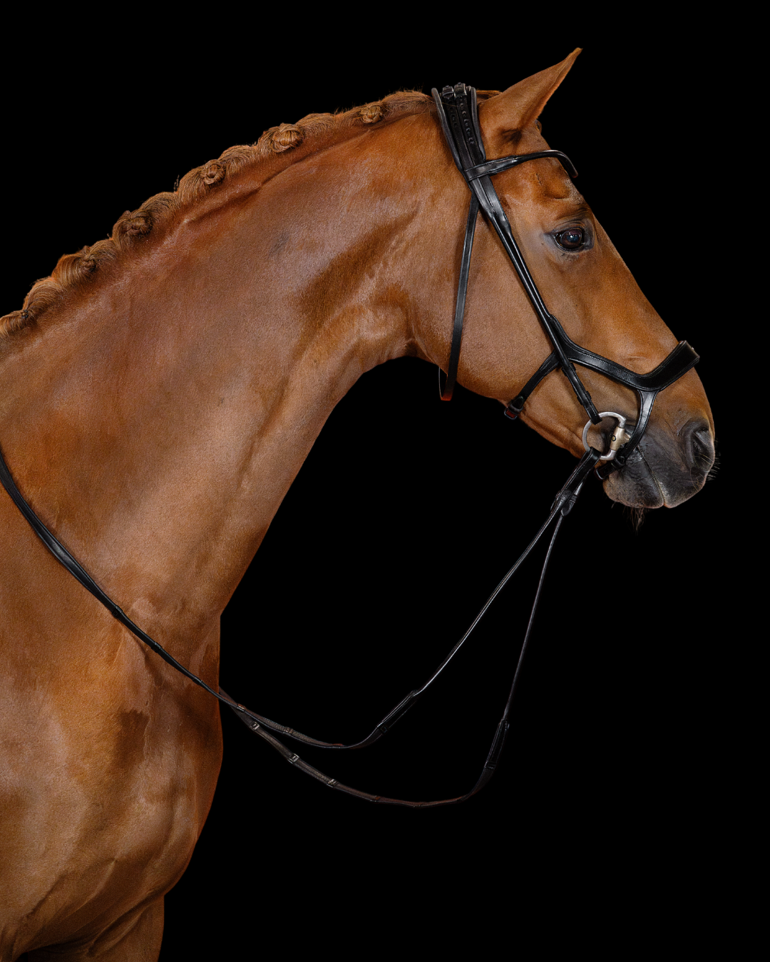 Brown horse wearing a bridle on a black background