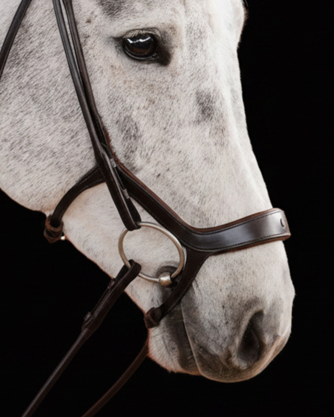 Close-up of a horse wearing a bridle on a black background