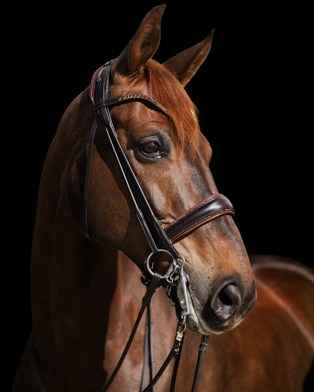 Close-up of a brown horse wearing a bridle against a black background