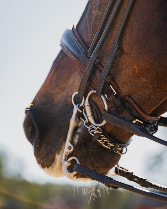 Close-up of a horse's head with bridle and reins against a blurred natural background
