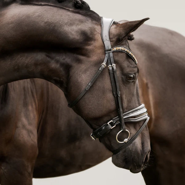 Lumiere Ariana Bridle (Hanoverian)