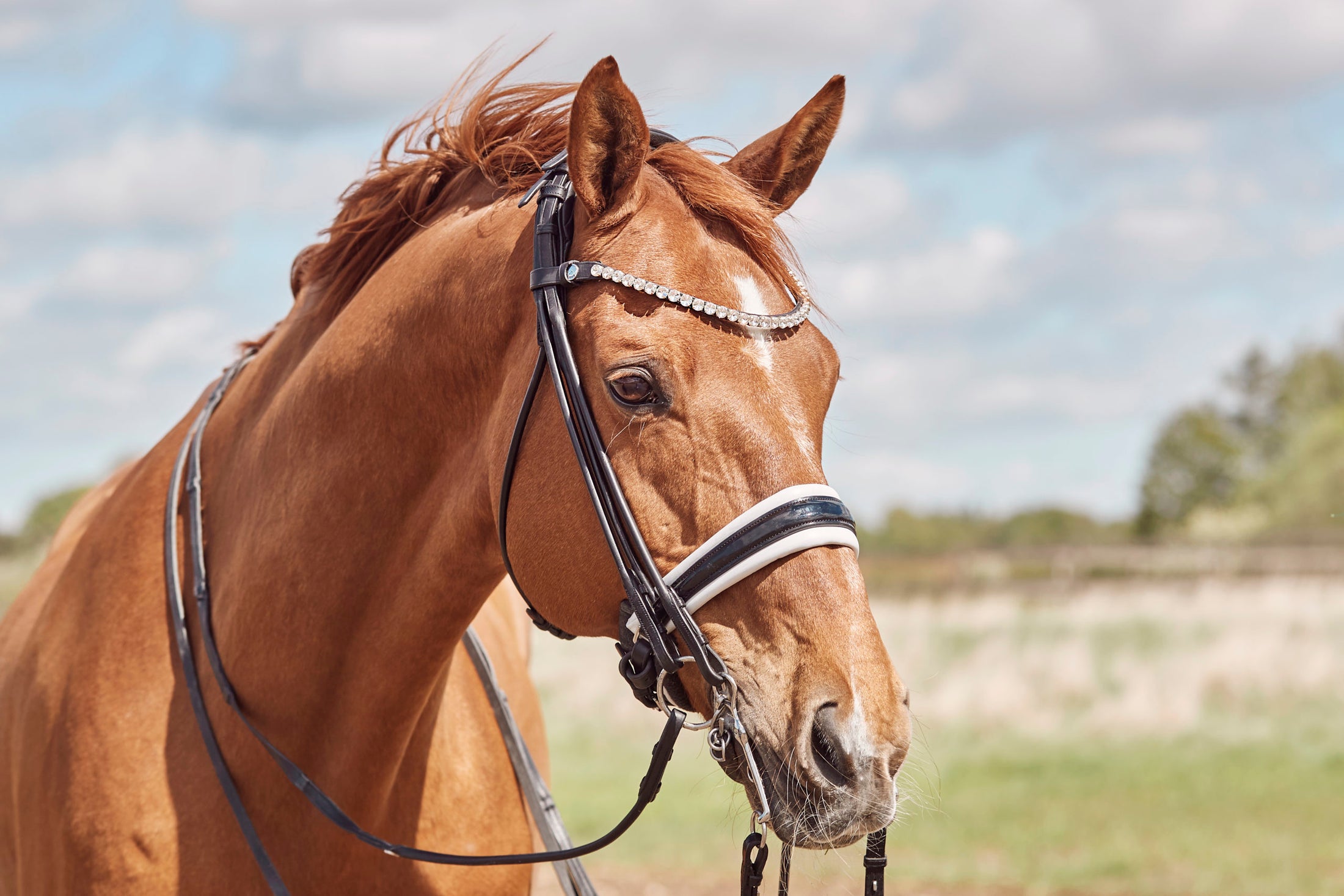 Finesse Cassidy New Crown Double Bridle Black/White - Silver - Lacquer- SALE