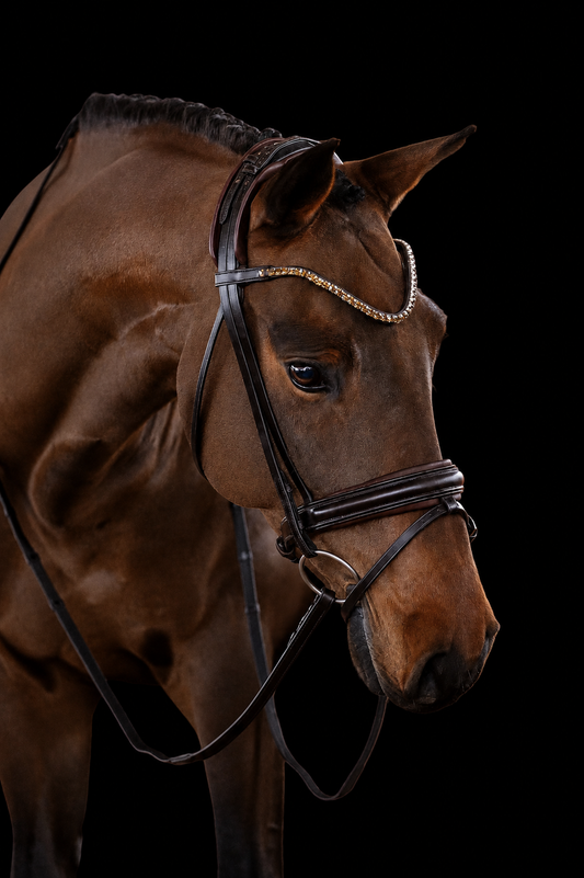 Brown horse wearing a bridle on a black background