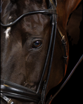 Load image into Gallery viewer, Close-up of a horse's face wearing a bridle against a dark background
