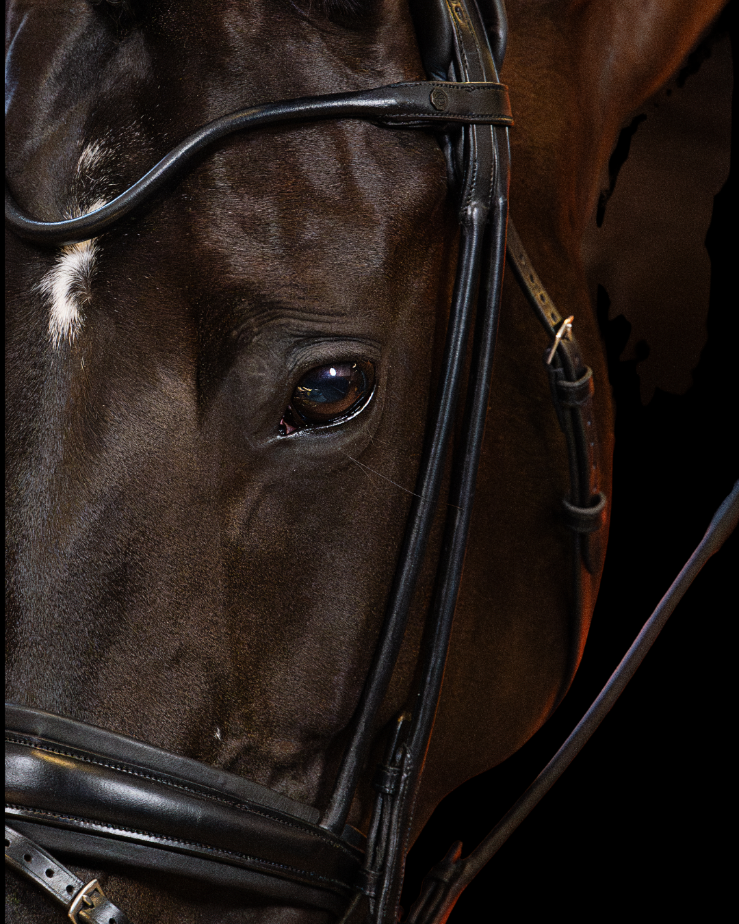 Close-up of a horse's face wearing a bridle against a dark background