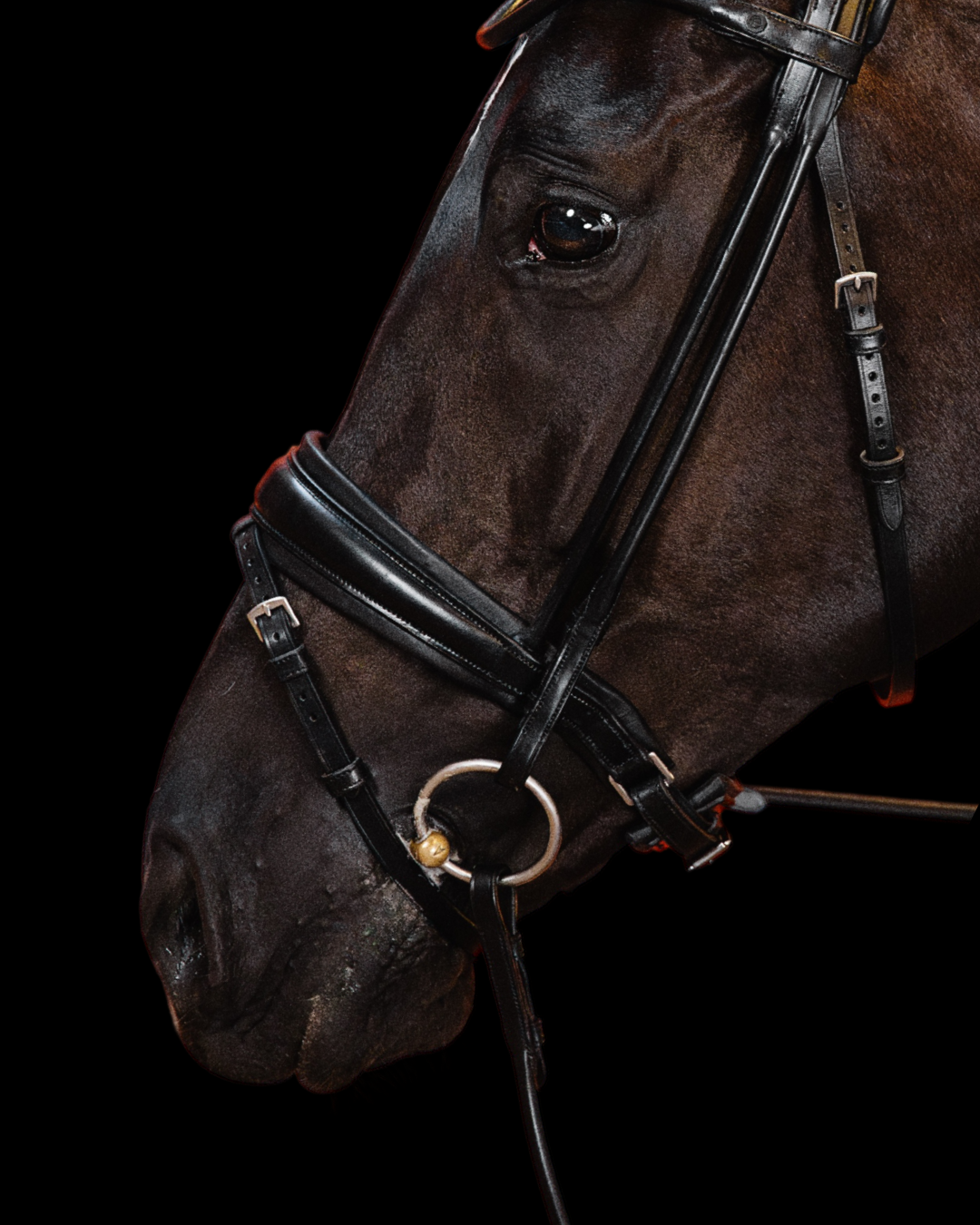 Close-up of a horse's head wearing a bridle on a black background