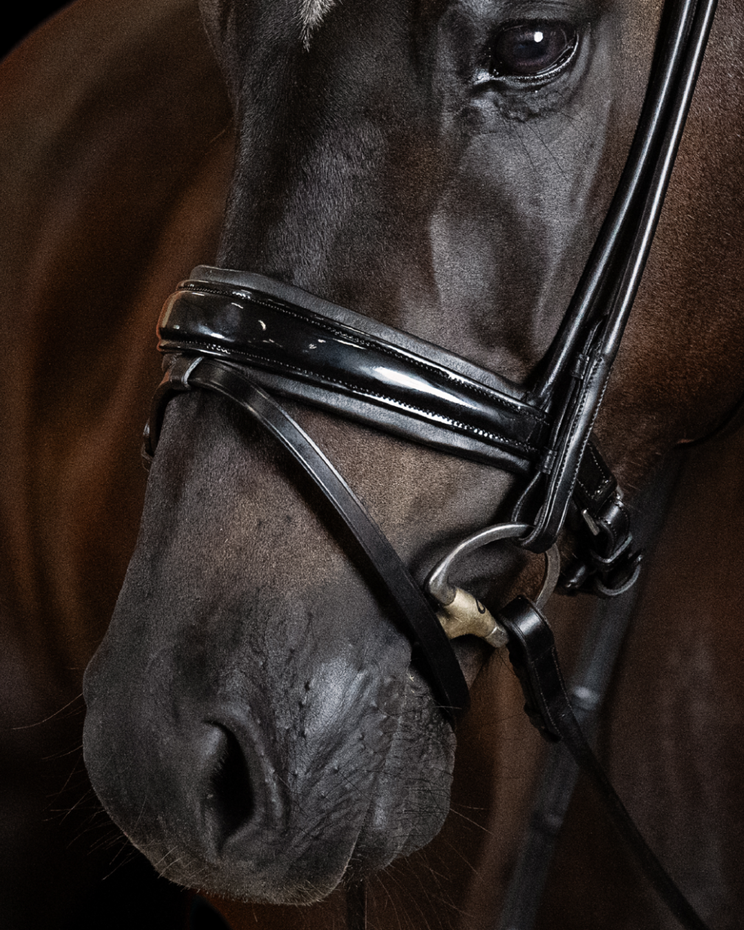 Close-up of a horse's head wearing a bridle with a blurred background