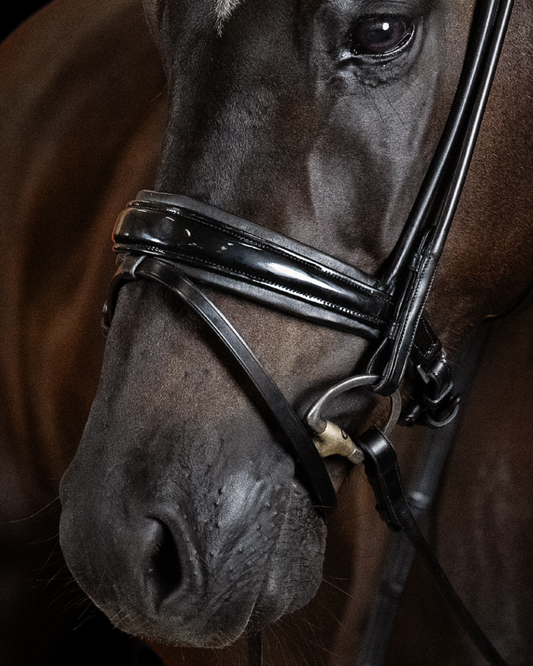 Close-up of a horse's head wearing a bridle with a blurred background