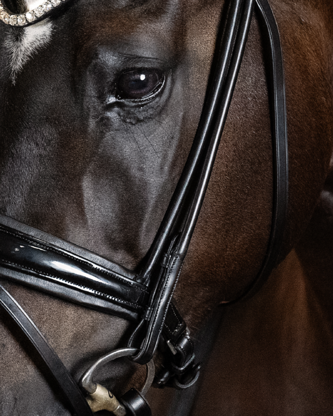 Close-up of a horse wearing a bridle with a dark background