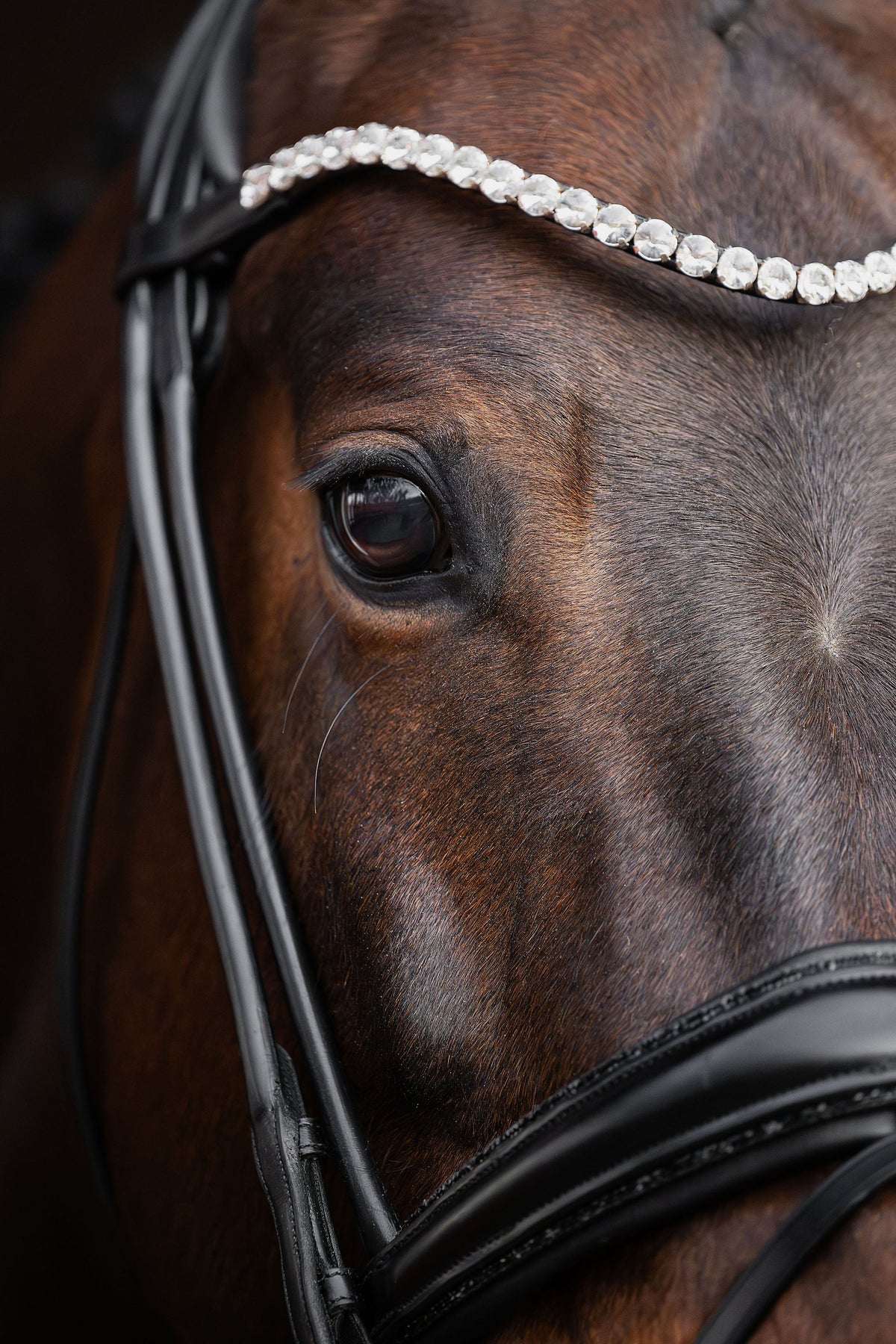 A close-up of a brown horse wearing a black leather bridle with a decorative headpiece of clear rhinestones.