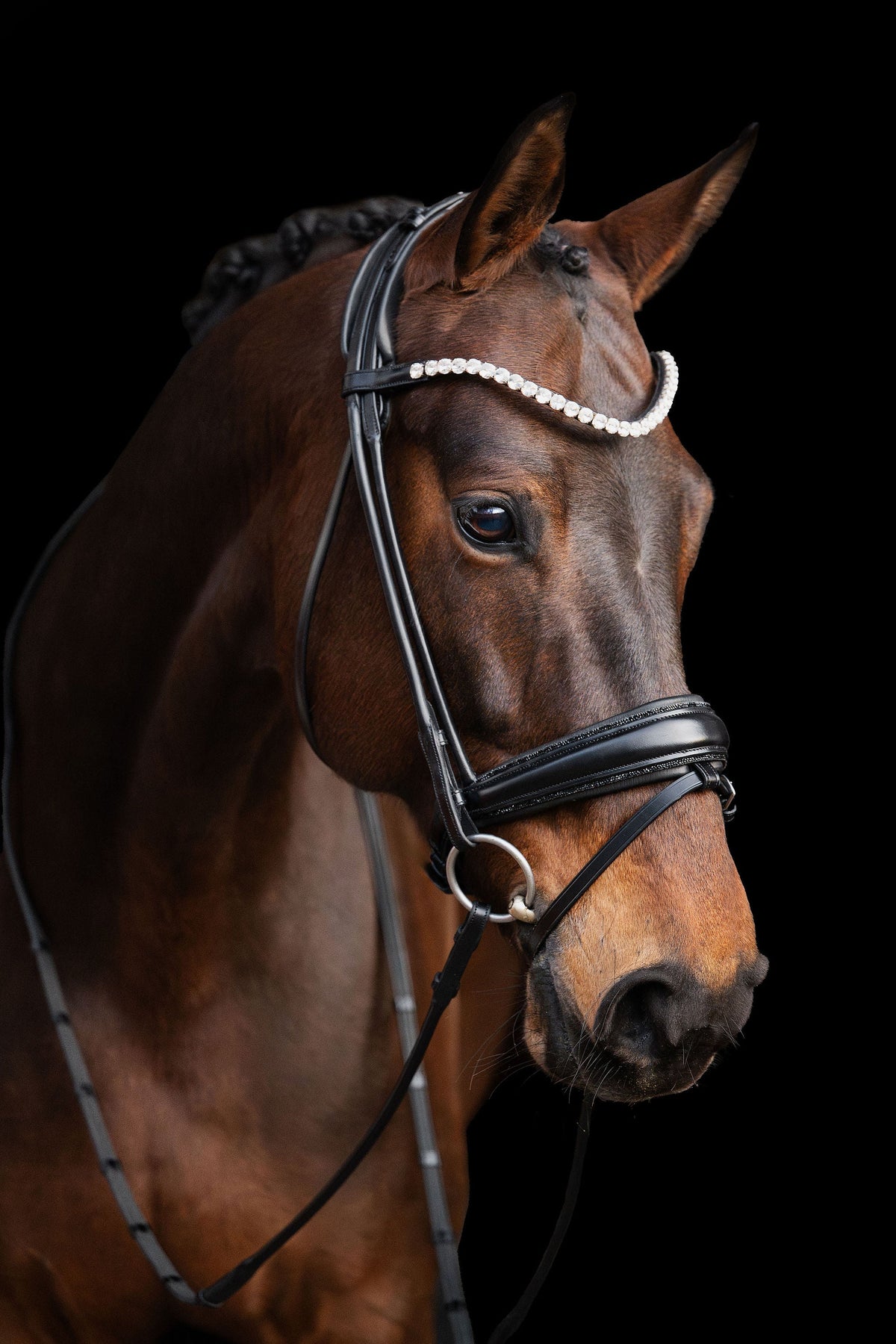 Brown horse wearing a bridle against a black background