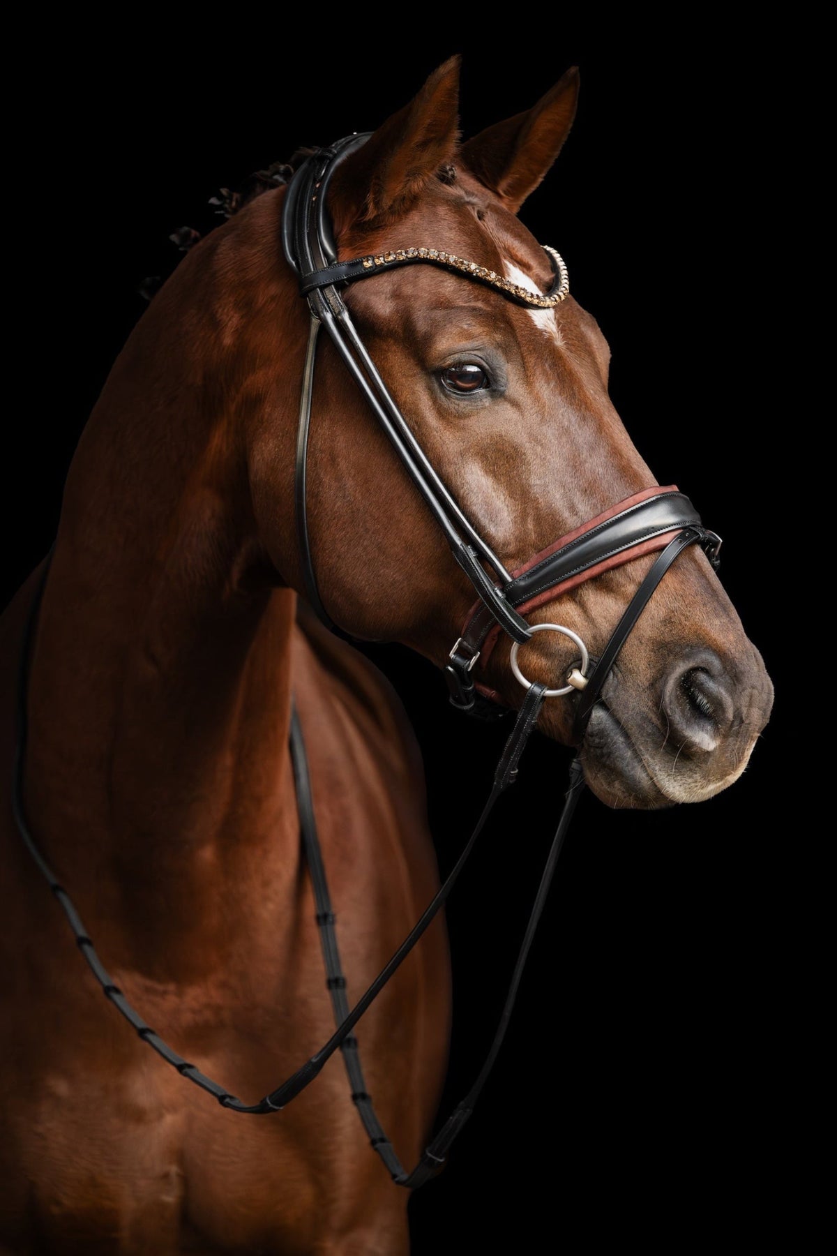 Brown horse wearing a bridle against a black background