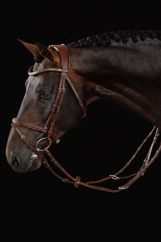 Horse wearing a bridle against a black background