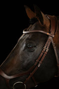 Load image into Gallery viewer, Close-up of a horse's head wearing a bridle against a black background
