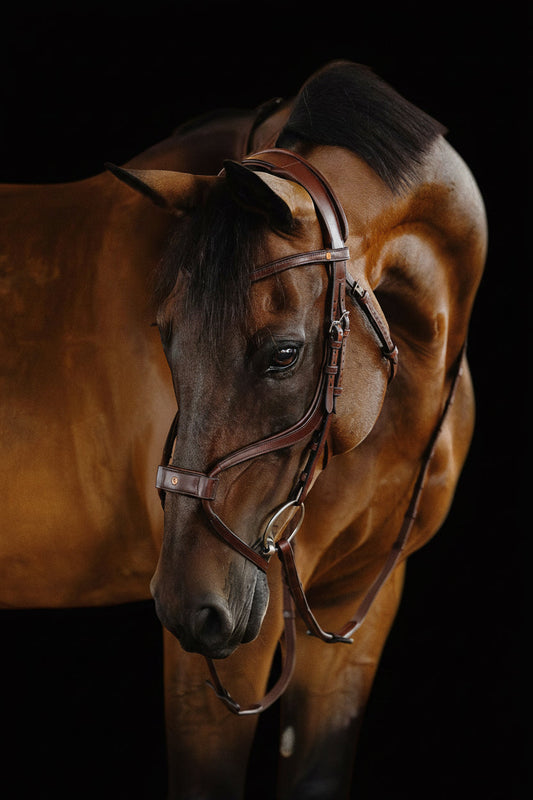 Brown horse with a bridle against a black background