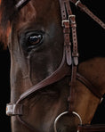 Load image into Gallery viewer, Close-up of a horse's face wearing a bridle against a black background
