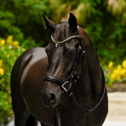 Lumiere Dallas Bridle