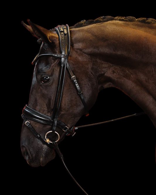 Brown horse wearing a bridle against a black background