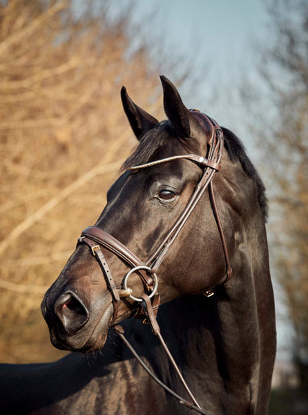 Finesse Himalaya Single Bridle