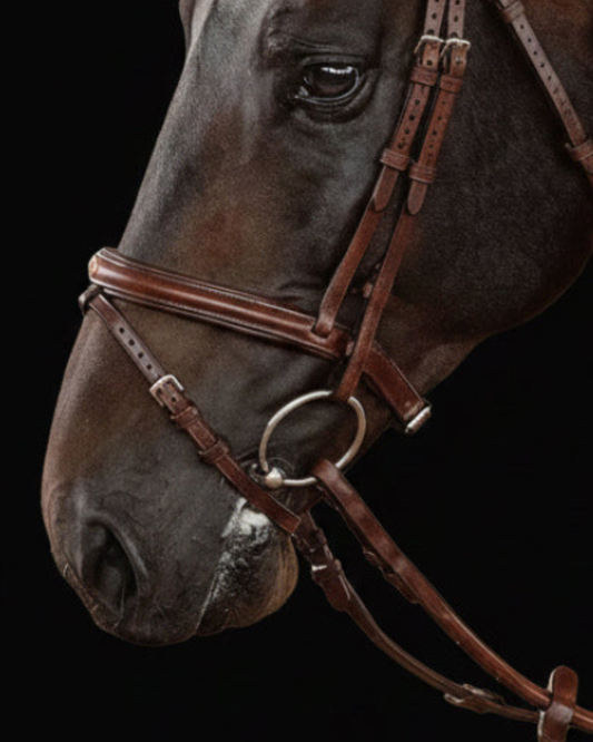 Close-up of a horse's head wearing a brown bridle on a black background