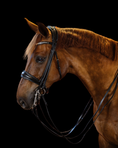 Load image into Gallery viewer, Brown horse wearing a bridle on a black background
