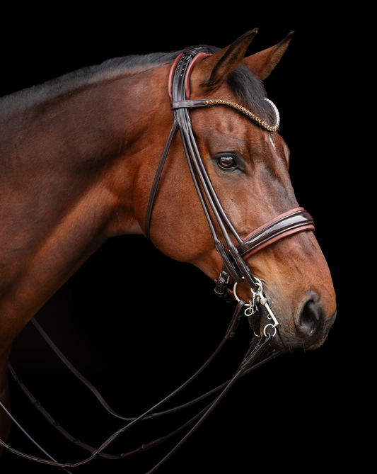 Brown horse wearing a bridle on a black background
