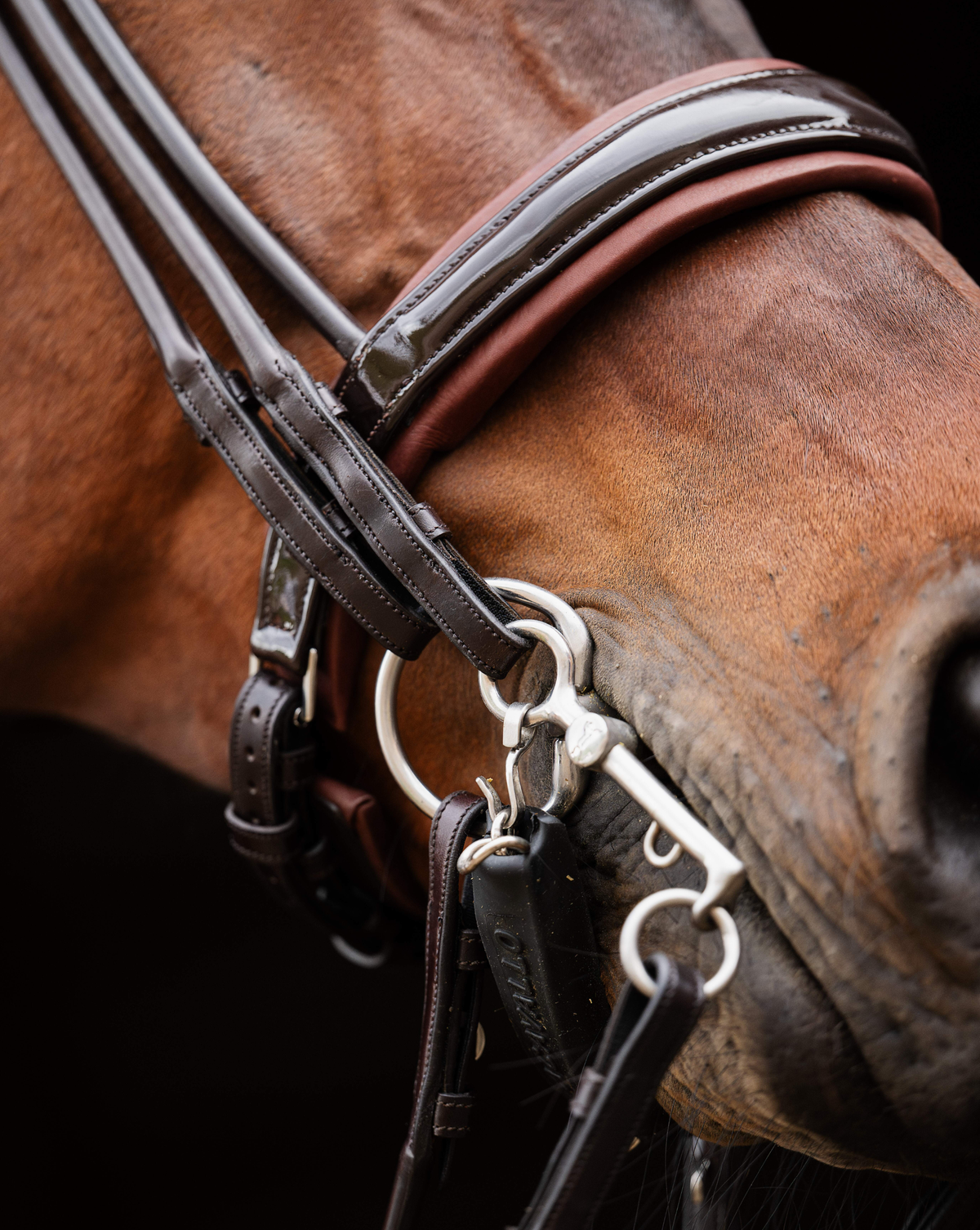 Close-up of a horse's head wearing a bridle with a dark background
