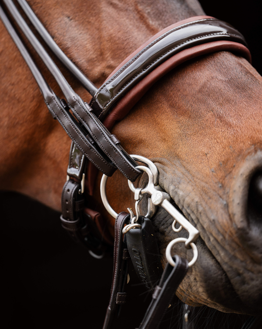 Close-up of a horse's head wearing a bridle with a dark background