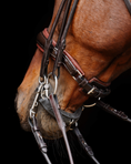 Load image into Gallery viewer, Close-up of a horse's head with a bridle on a black background
