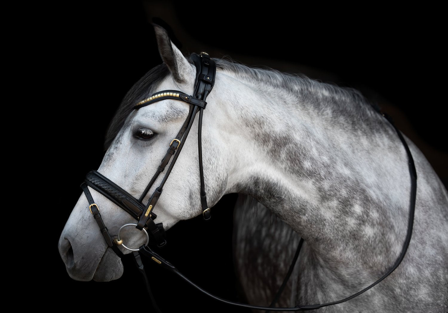 Utzon Olympic Dressage Bridle