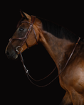 Load image into Gallery viewer, Brown horse with a bridle on a black background
