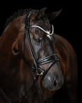 Load image into Gallery viewer, Brown horse wearing a bridle with a dark background
