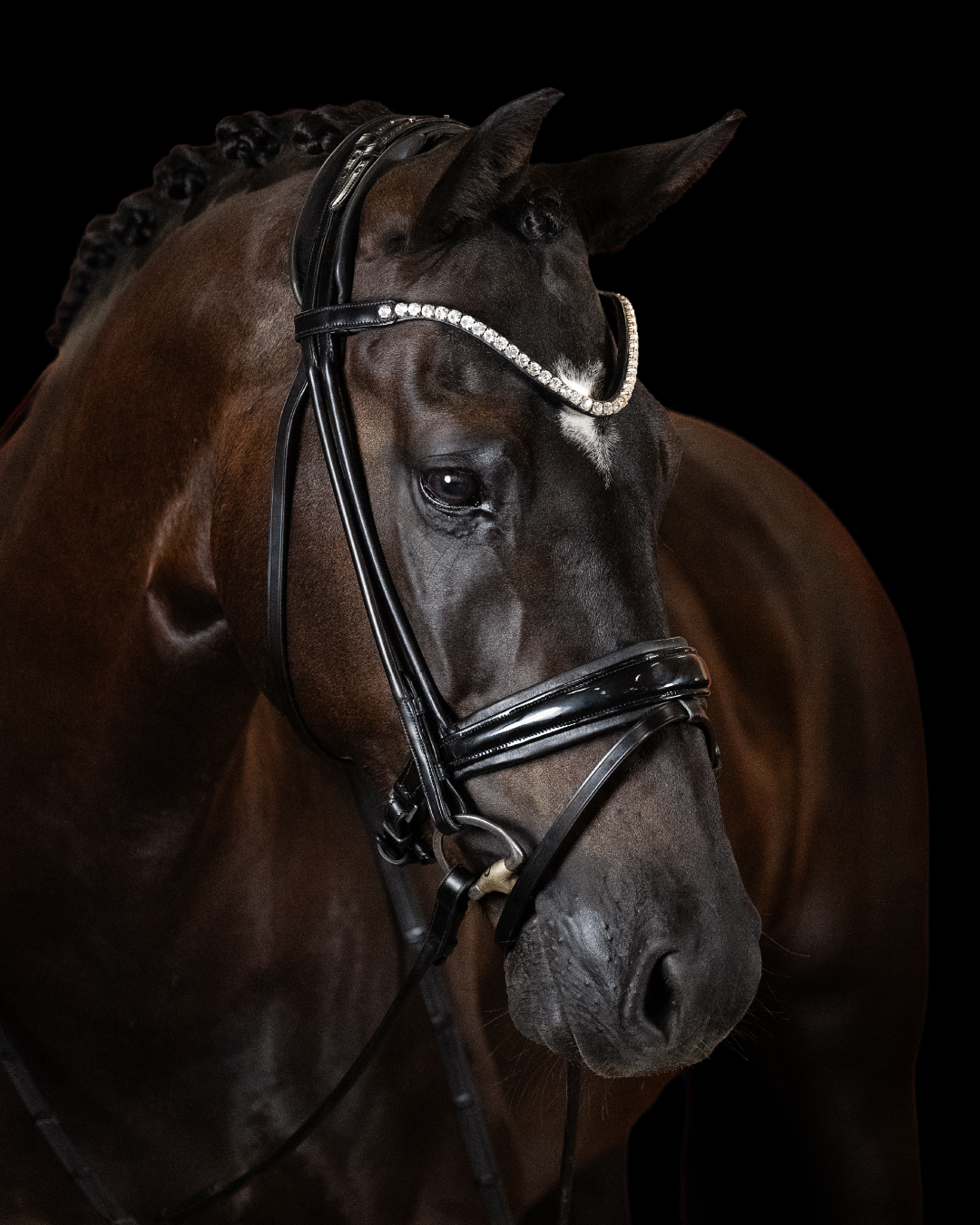 Brown horse wearing a bridle with a dark background