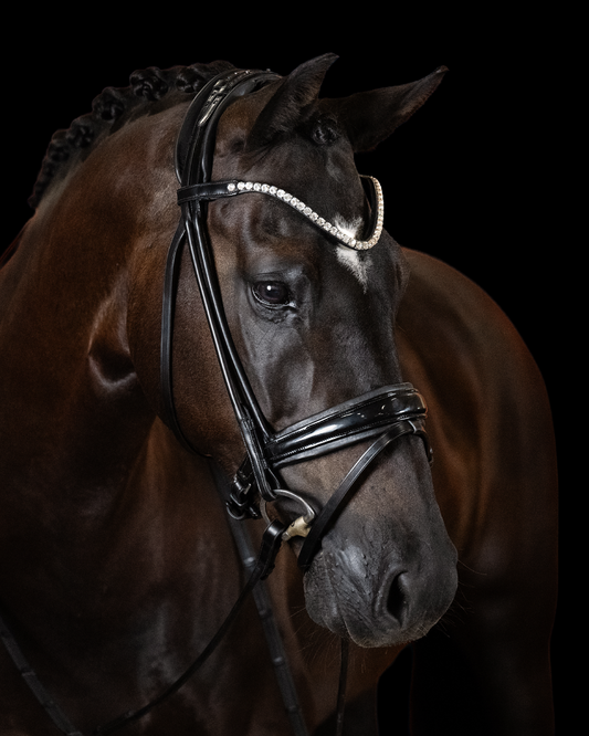 Brown horse wearing a bridle with a dark background