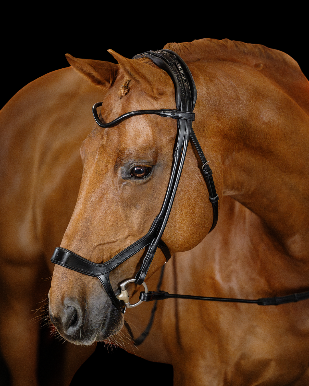 Brown horse wearing a black bridle against a dark background