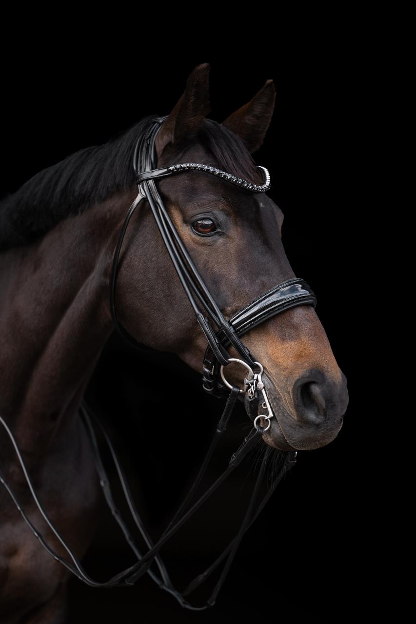Close-up of a horse wearing a bridle against a black background