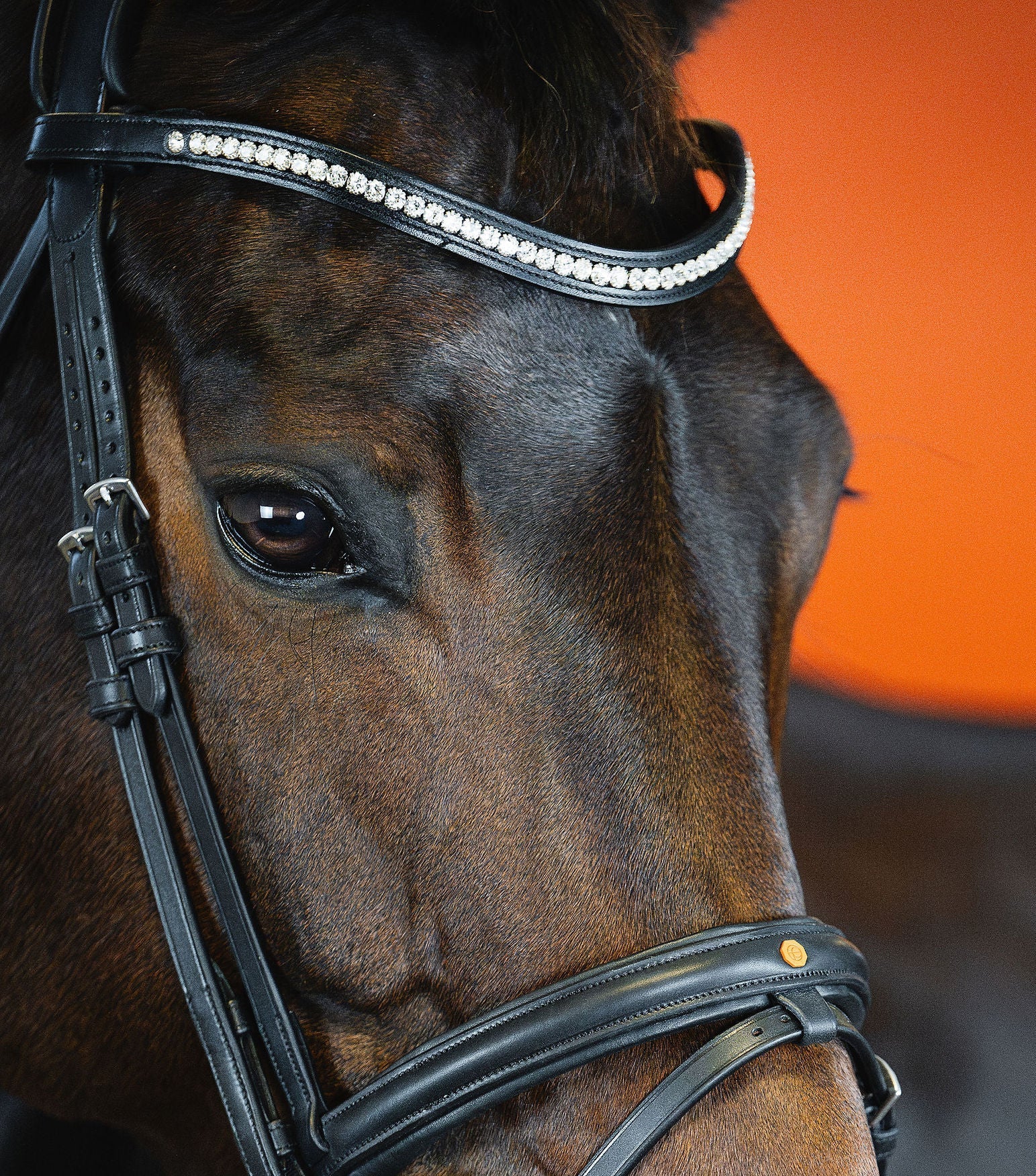 BROWBAND JUMPINGNING 2H | BLACK | CRYSTAL CLEAR 6 MM, EMBEDDED