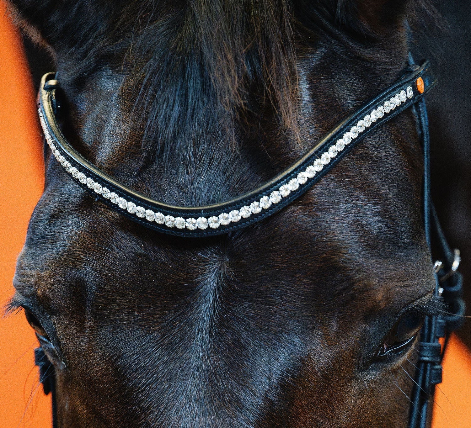 BROWBAND JUMPINGNING 2H | BLACK | CRYSTAL CLEAR 6 MM, EMBEDDED