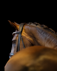 Load image into Gallery viewer, Close-up of a horse's head with a bridle against a black background
