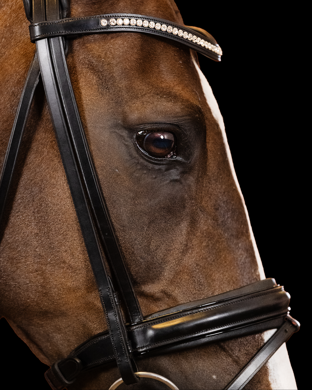 Close-up of a horse's face wearing a bridle with a black strap and decorative element on a black background