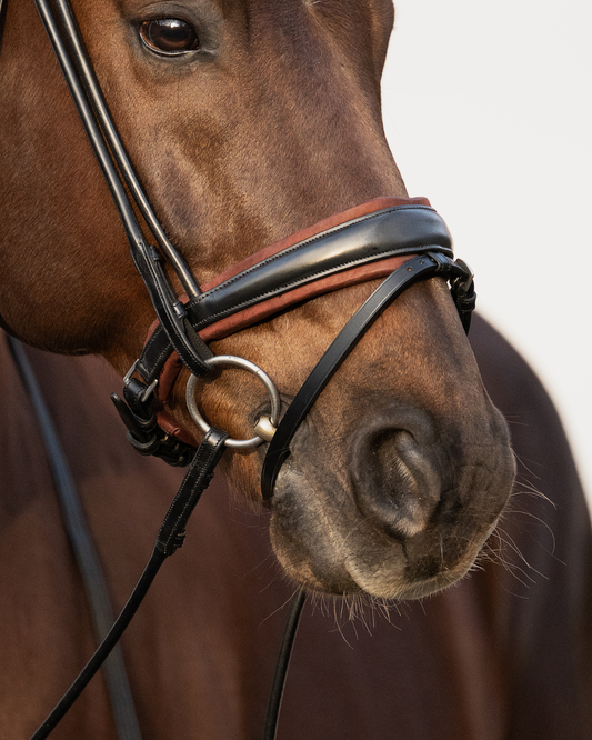 Close-up of a horse's head wearing a bridle on a plain background